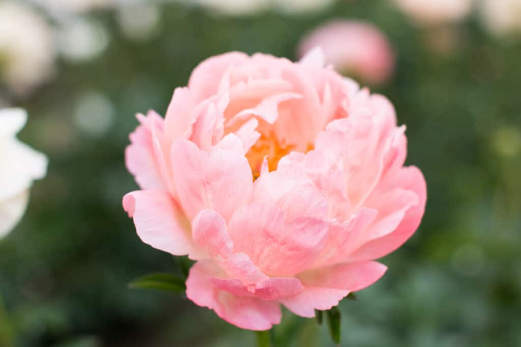 a beautiful peony blossom with no ants on it 