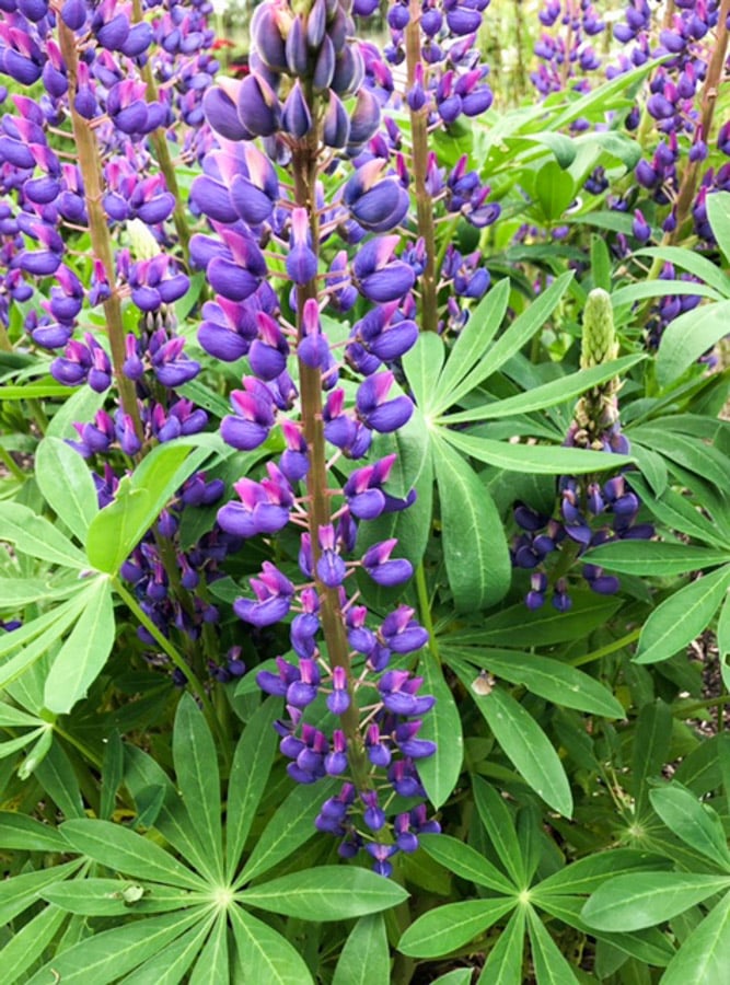 purple fuchsia flowers