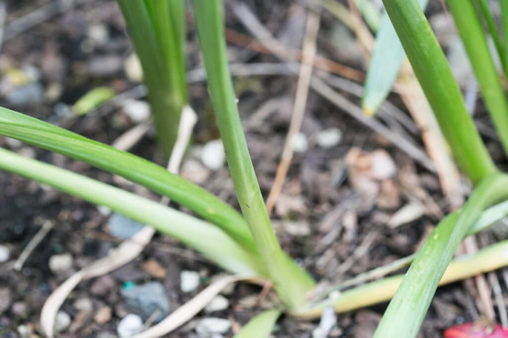 daffodil leaves after blooming that are still green. 