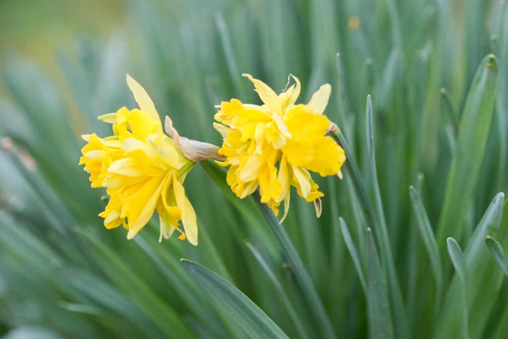 Daffodil blooms in early spring. 