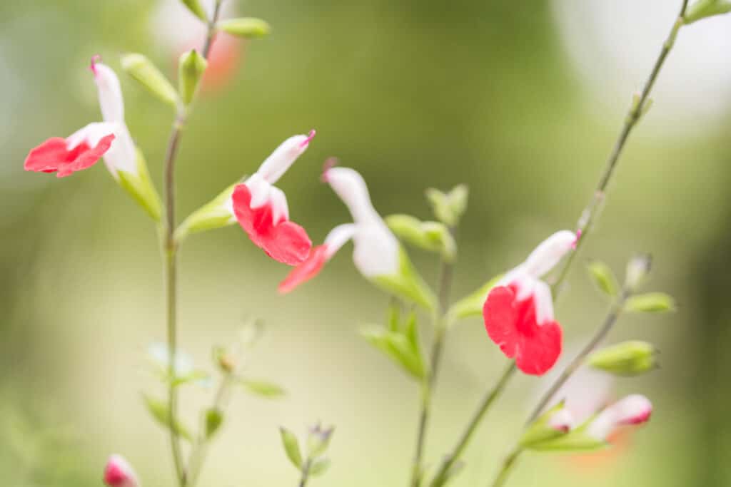 hot lips salvia red and white flowers on long green stalks