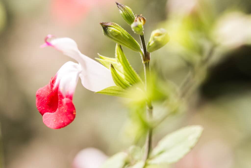 red and white hot lips salvia flower up close with stem and leaves.  