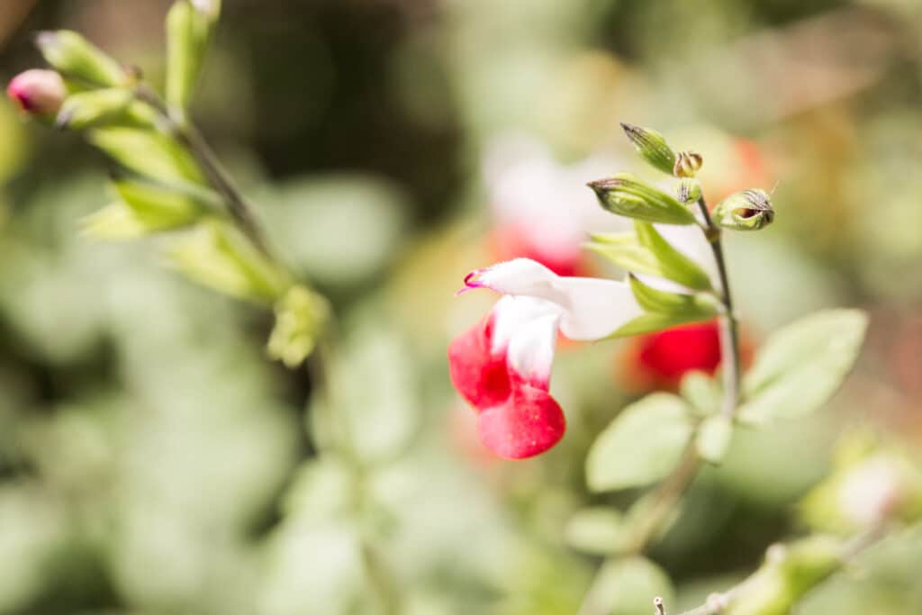 hot lips sage flower with red and white flower blooms