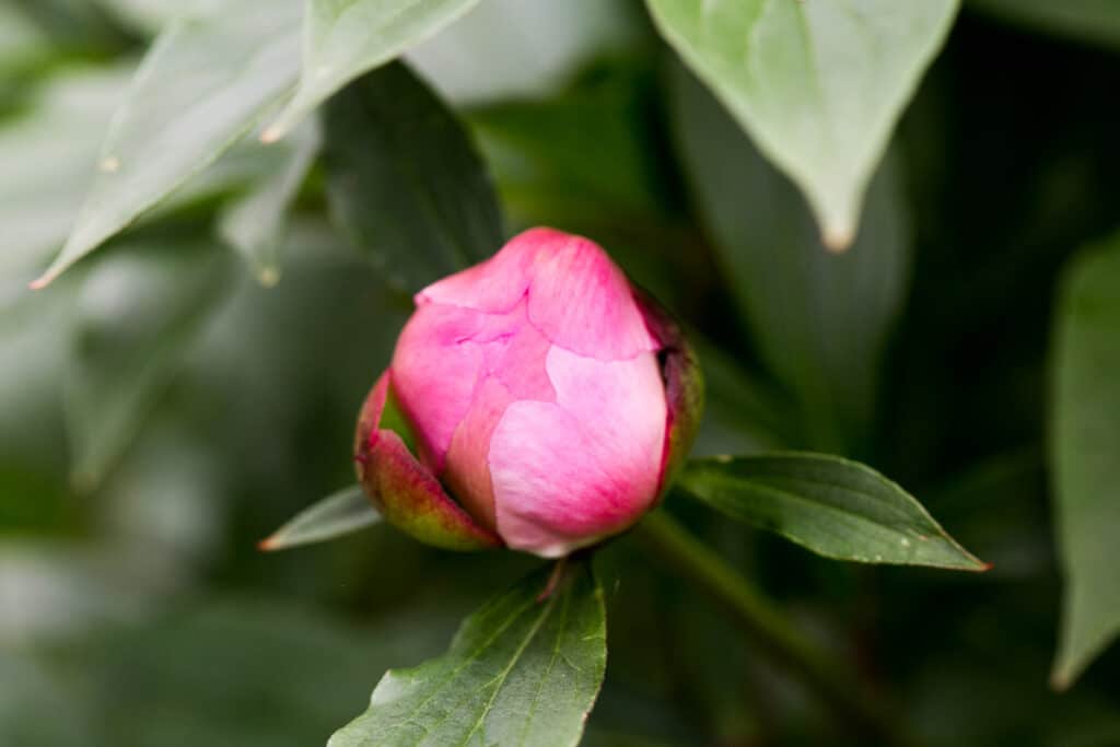 a peony on the verge of blooming