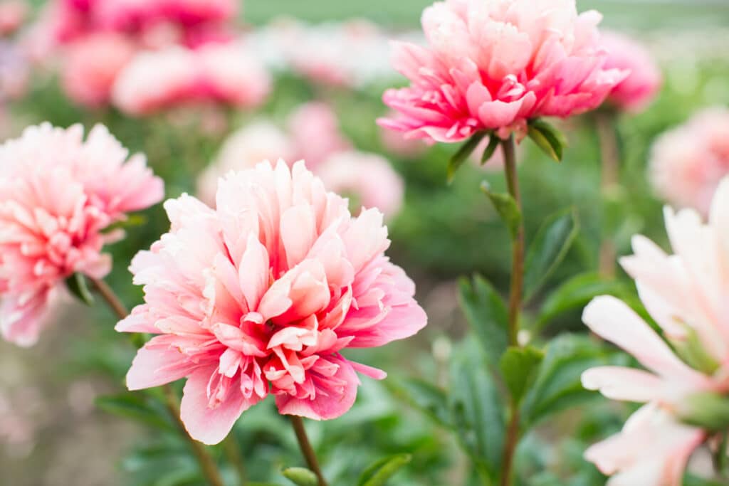 pink peonies