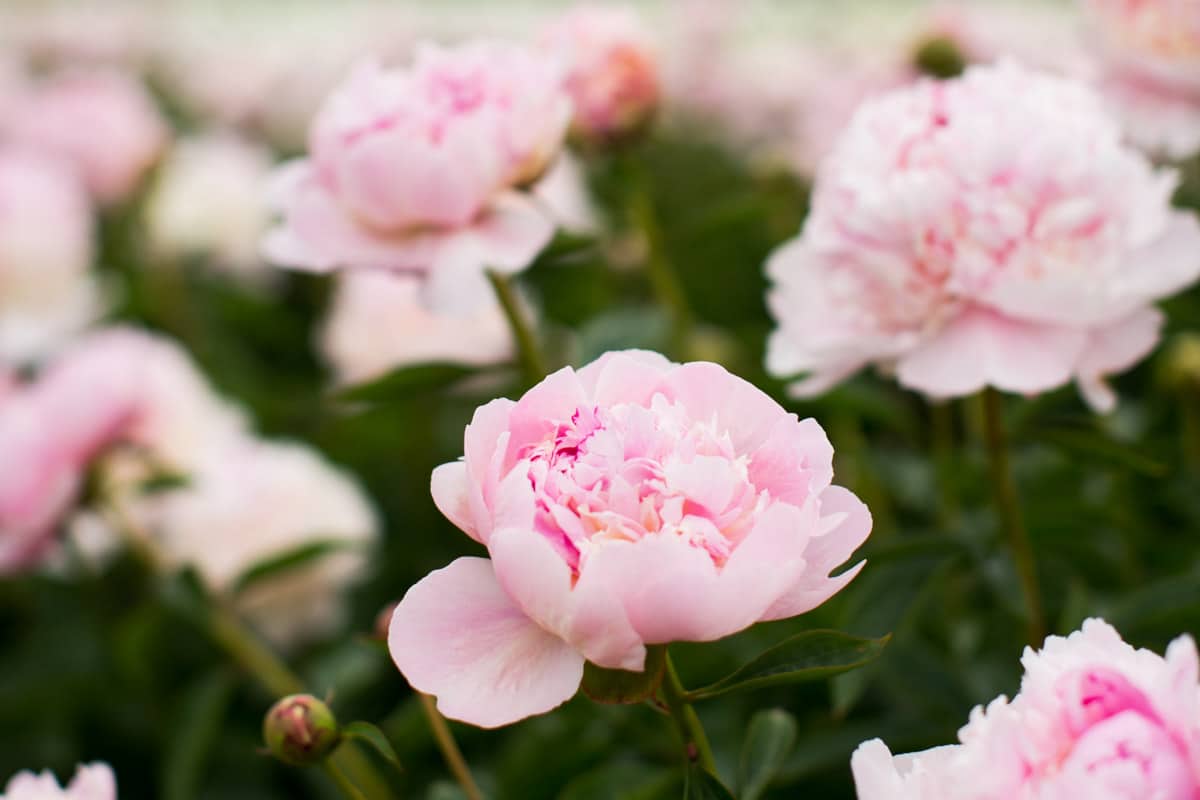 When Do Peonies Bloom? (Plus Tips On A Longer Season) - Green Garden ...