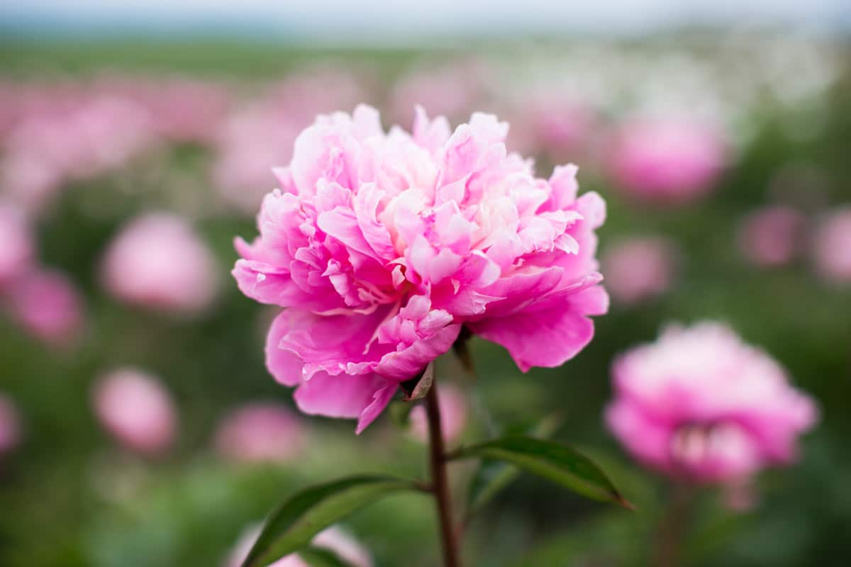 When Do Peonies Bloom? (Plus Tips On A Longer Season) - Green Garden ...