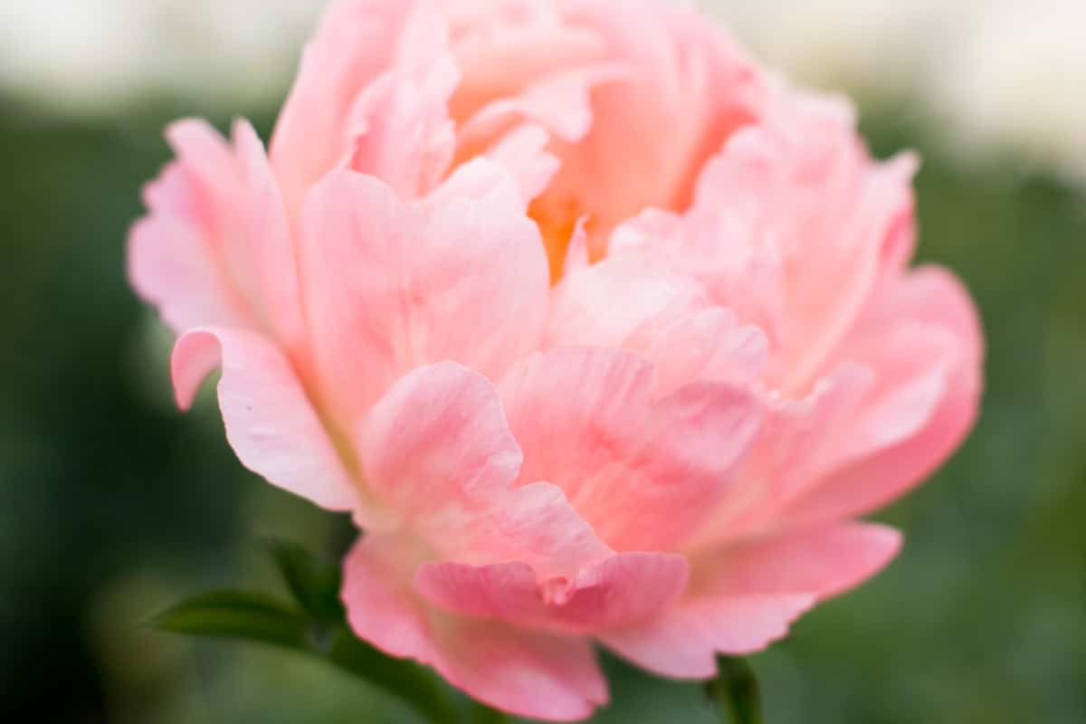 When Do Peonies Bloom? (Plus Tips On A Longer Season) - Green Garden ...