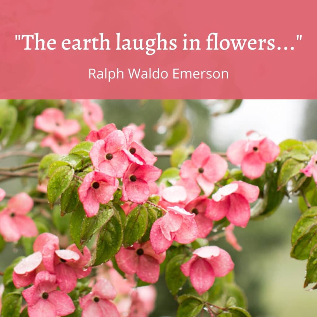 Ralph Waldo Emerson quote which says the earth laughs in flowers.  There is a pink dogwood tree beneath quote text. 