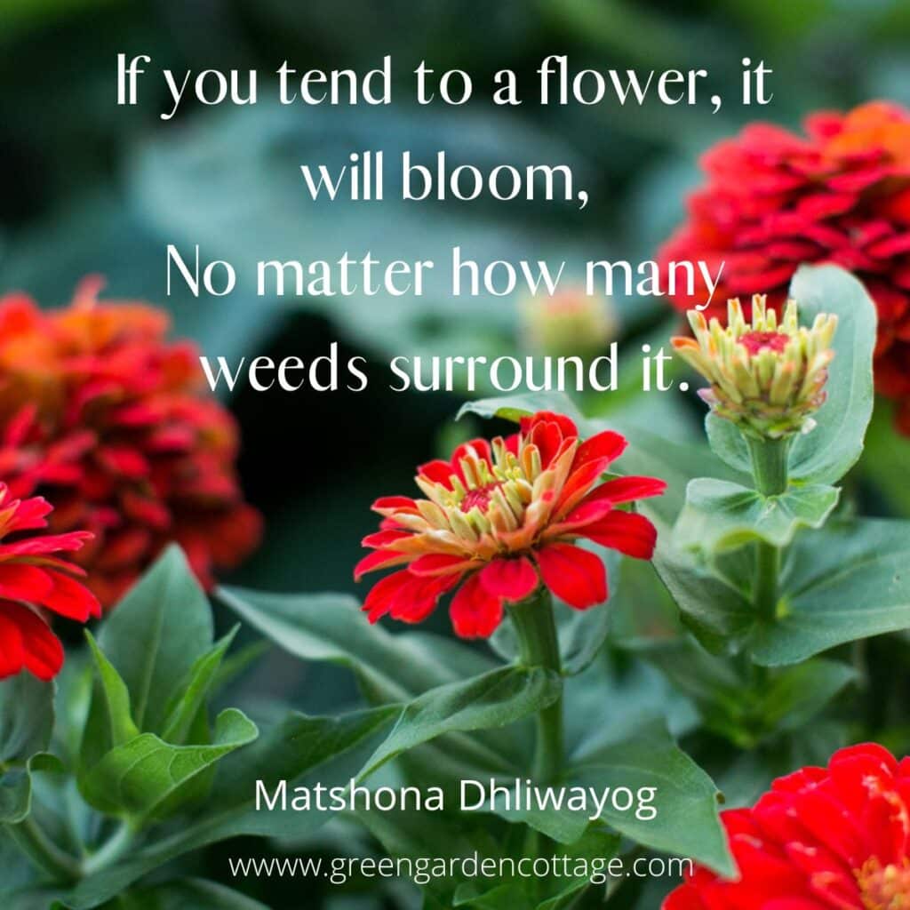 Matshona Dhliwayog quote: If you tend to a flower, it will bloom, no matter how many weeds surround it.  Zinnia flowers in background.