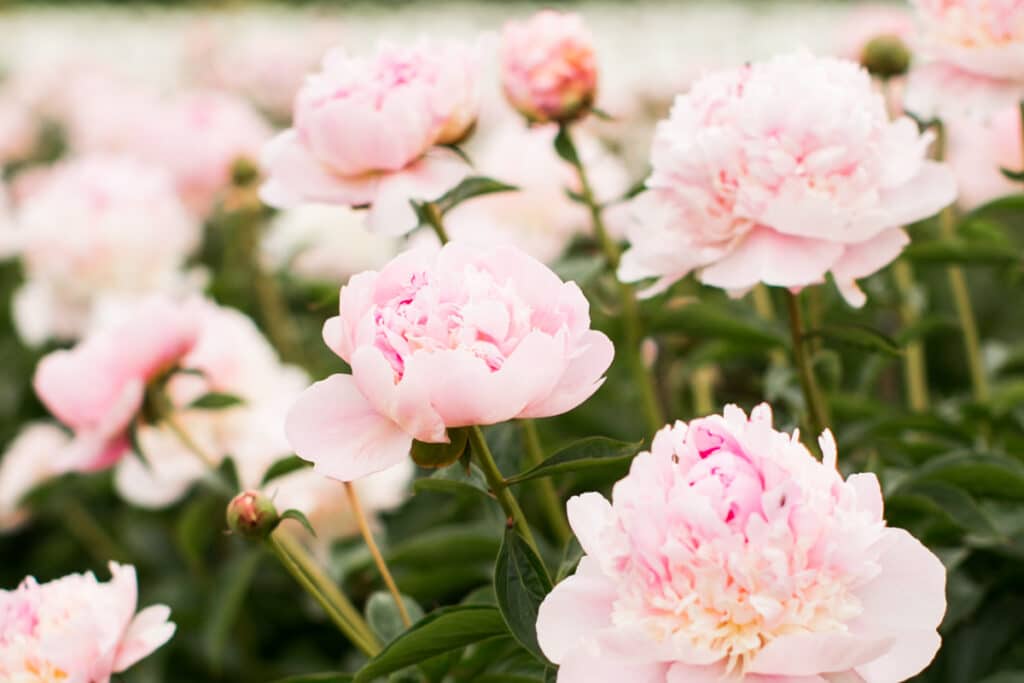 Angel Cheeks Peony is one of the best late blooming pink peonies to plant. 