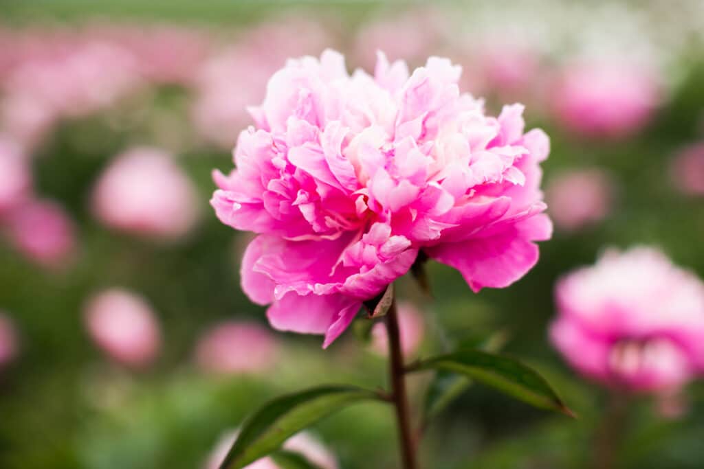 Up close photo of Anima pink peony