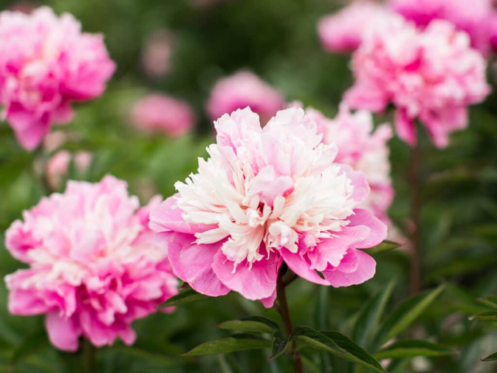 Anima pink peony bush. 