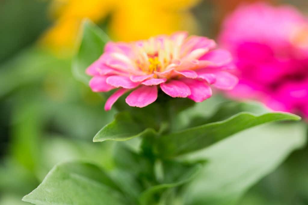 pink zinnias add color and beauty to the summer garden 