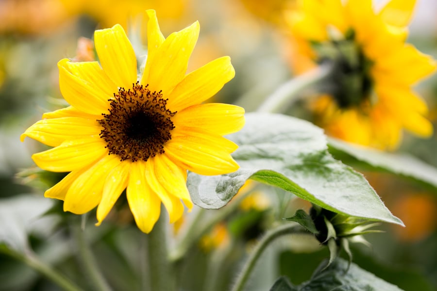 sunflowers are an easy to grow annual that love full sun