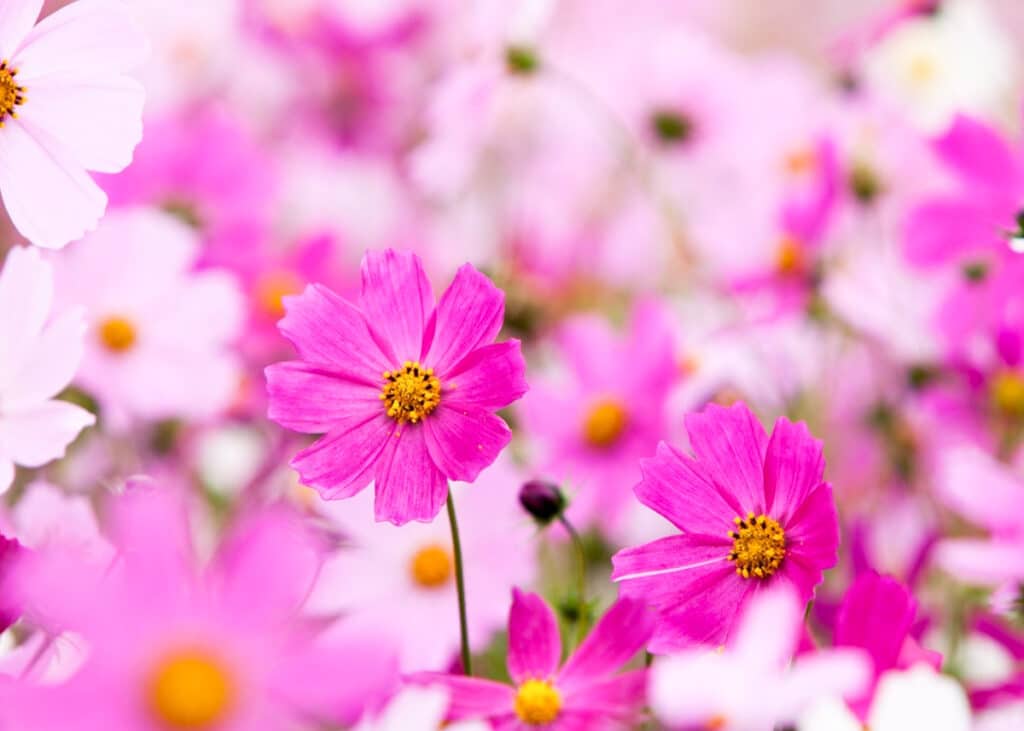 pink and white cosmos that bloom as annuals all summer long 