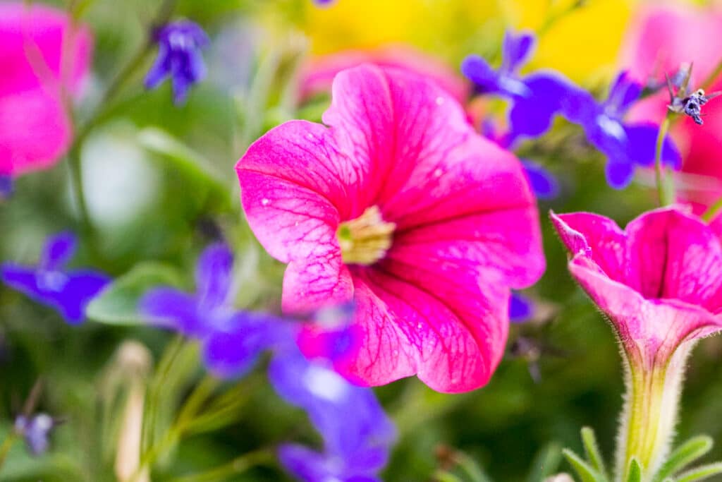 Petunias are an easy to grow summer annual