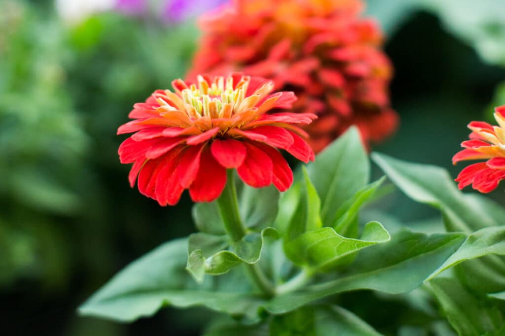 Red zinnias with green petals at dusk
