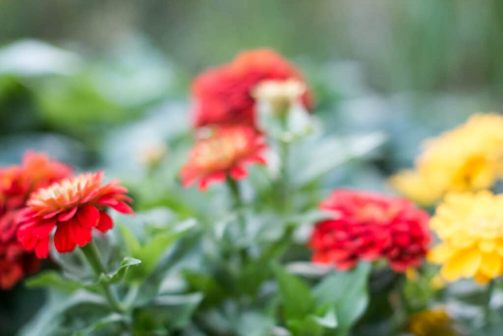 Red and yellow zinnias with green leaves