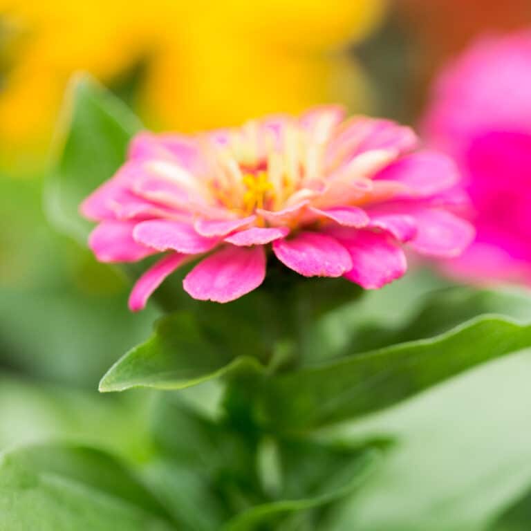 Are Zinnias Perennial?