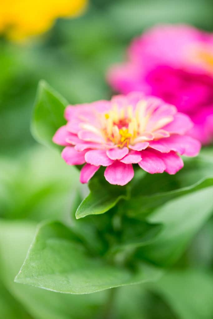 A pink zinnia annual growing in the garden bed. 