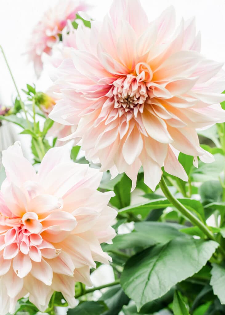 up close image of cafe au lait dahlia