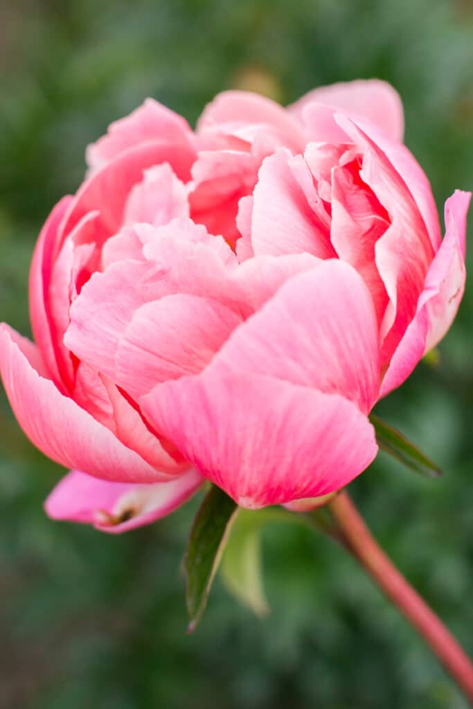 coral charm peony up close photo