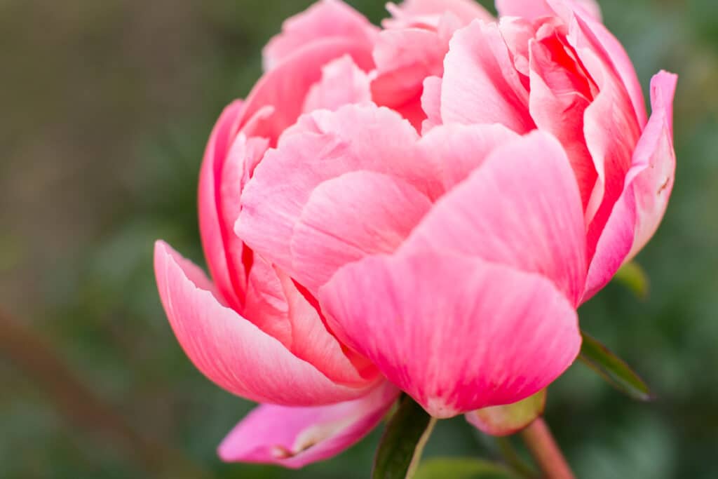 coral charm peony