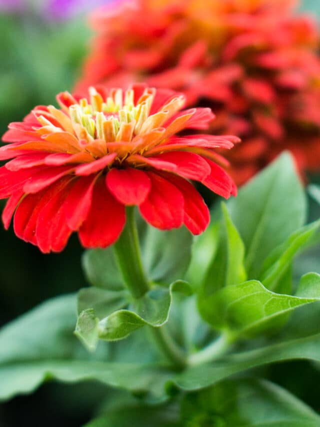 How To Grow Zinnias In Pots! Green Garden Cottage