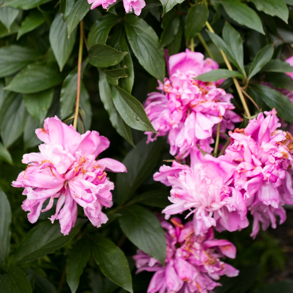 How To Deadhead Peonies After Blooming (Pruning Guide)