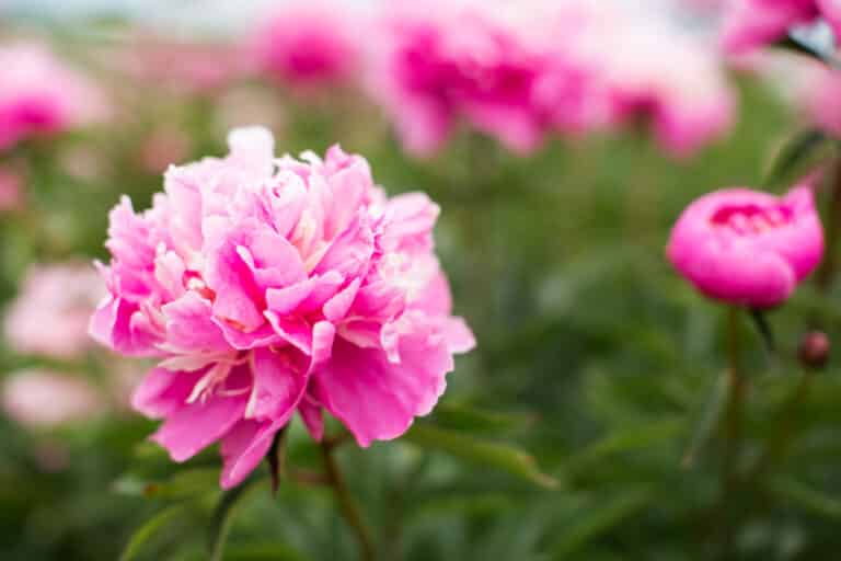 How To Deadhead Peonies After Blooming (Pruning Guide) Green Garden