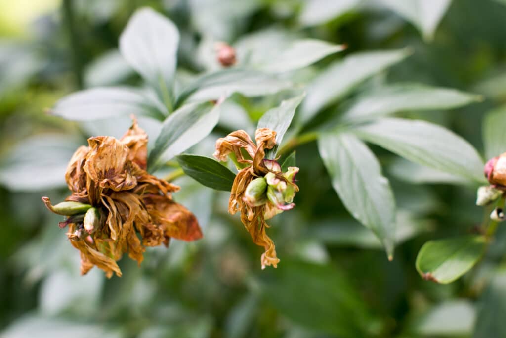 peony seed pod developing before the peony plant is dead headed