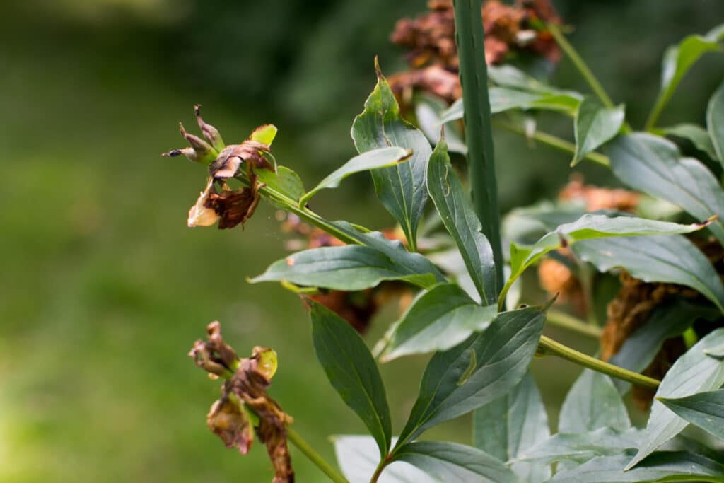 seed pod on a peony plant before the peony plant is deadheaded