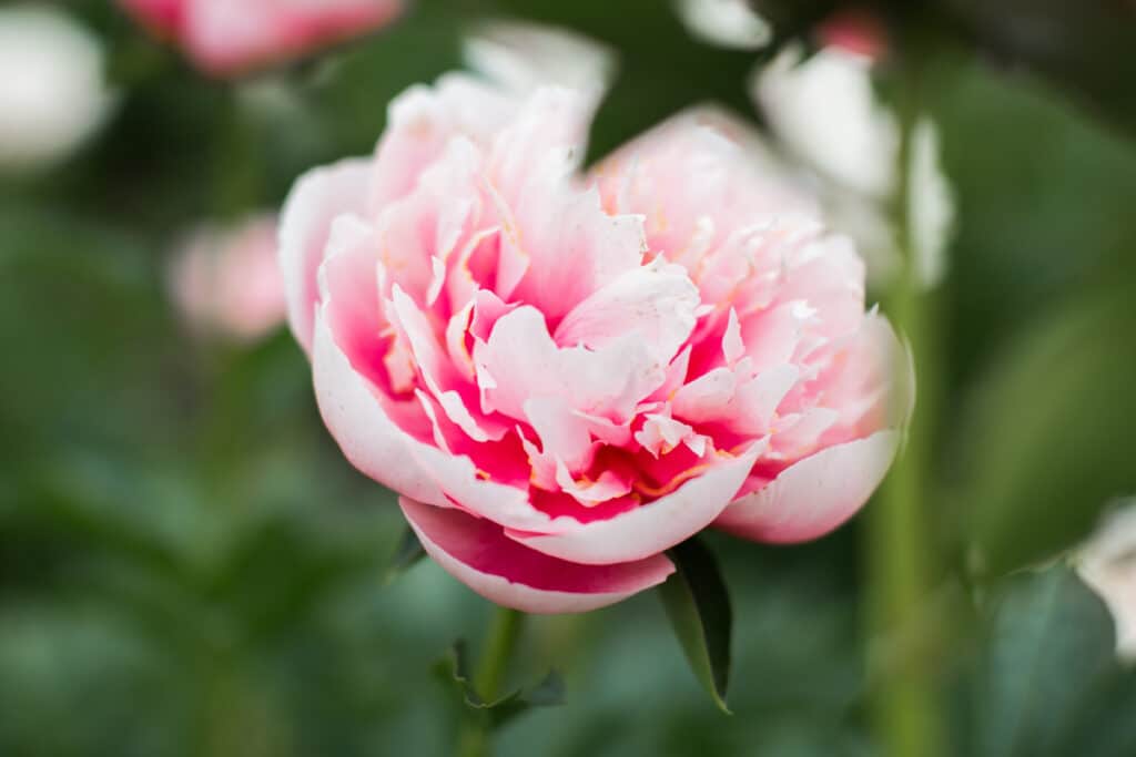 Etched salmon pink peony.