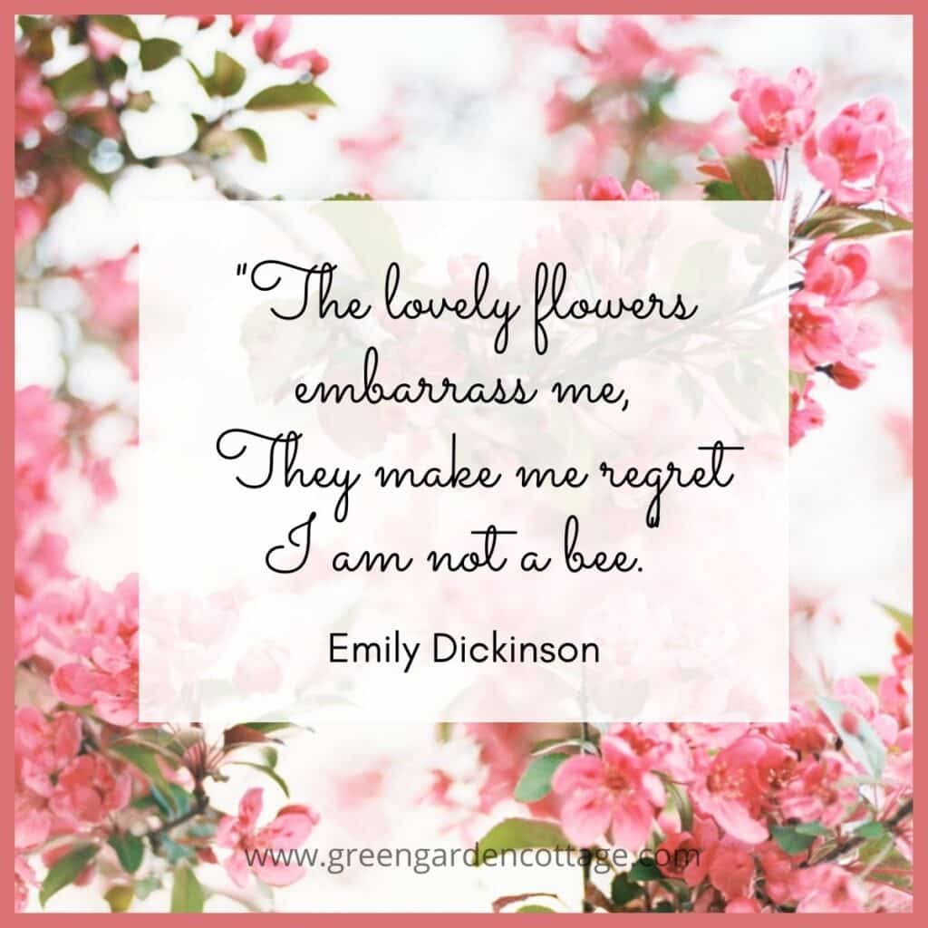 Quote by Emily Dickinson which reads the lovely flowers embarrass me, they make me regret I am not a bee.  Behind quote text is pink cherry blossoms. 