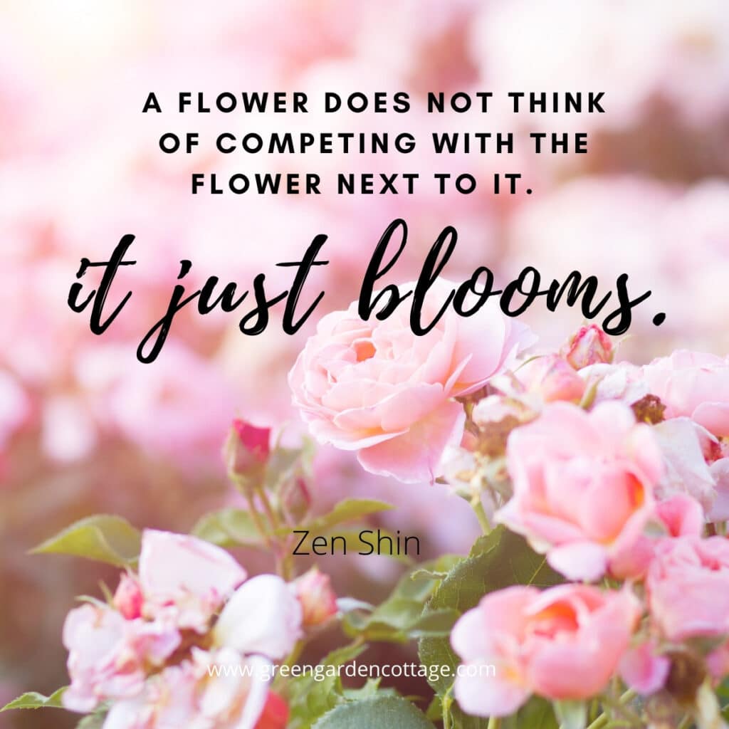 Quote by Zen Shin which says A Flower does not think of competing with the flower next to it, it just blooms.  Pink flowers behind quote. 