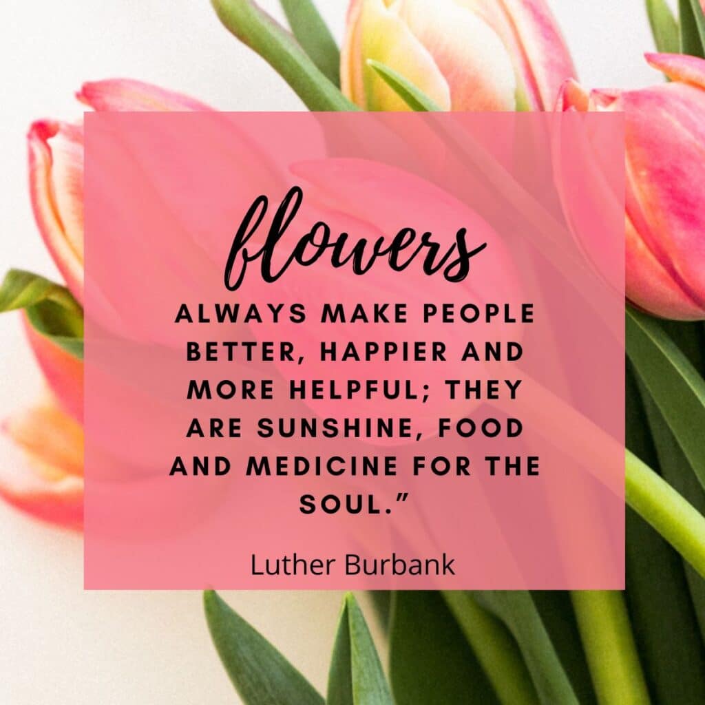 Luther Burbank quote on flowers with pink tulip photo behind text.  Quote reads flowers always make people better happier and more helpful. 