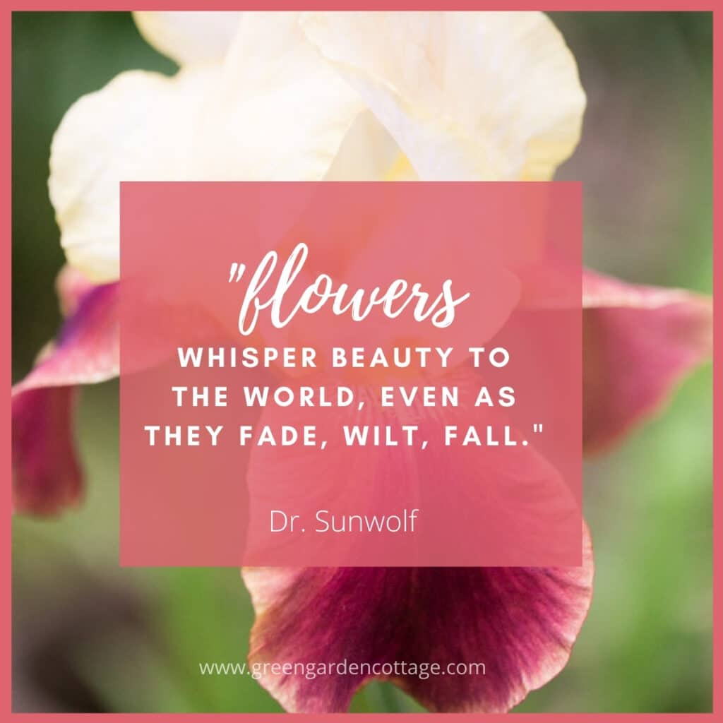Dr. Sunwolf quote flowers whisper beauty to the world, even as they fade, wilt, and fall.  Photo of iris behind quote. 
