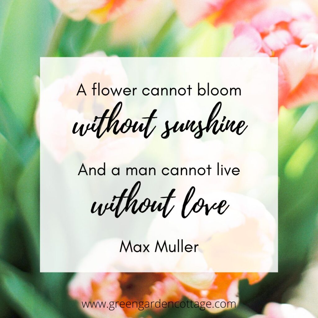 A Max Muller quote which says A flower cannot bloom without sunshine and a man cannot live without love.  Pink tulips behind quote text. 