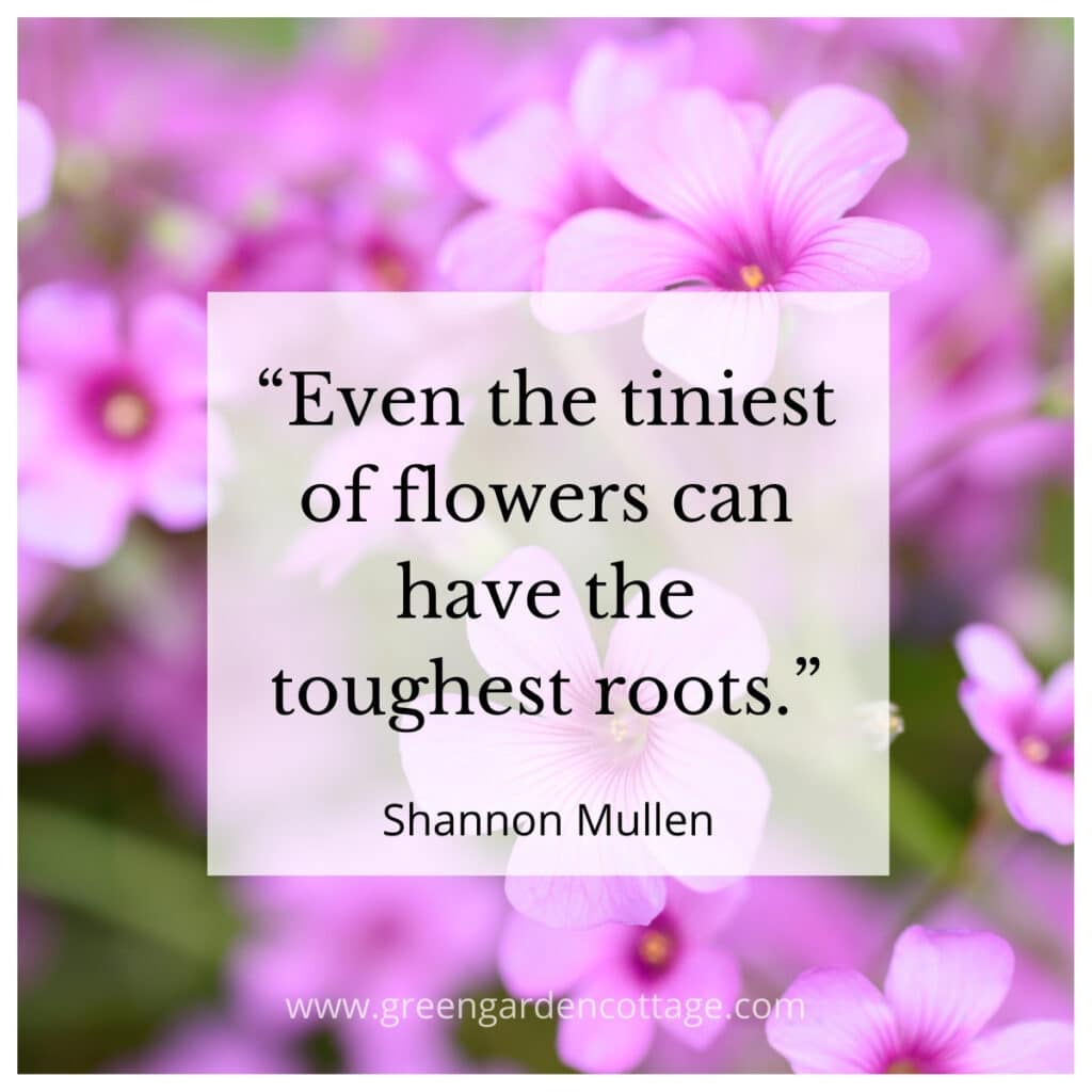 Shannon Mullen quote which says Even the tiniest of flowers can have the toughest roots.  Small pink flower photo behind quote text. 