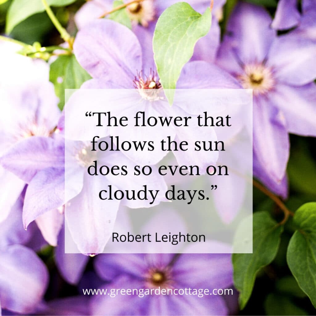 Quote by Robert Leighton which says the flowers that follows the sun does so even on cloudy days.  There are purple flowers behind quote text.