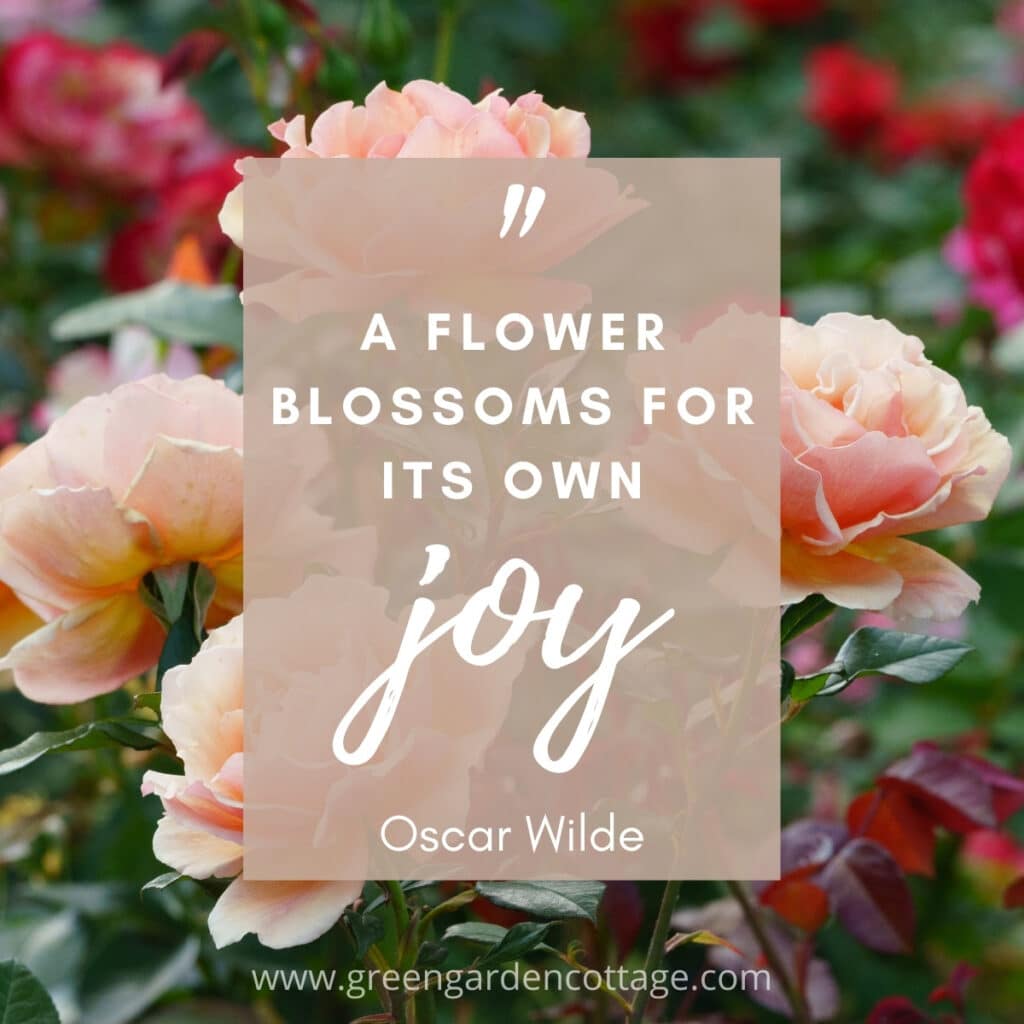 Quote by Oscar Wilde which reads A flower blossoms for its own joy.  A pink rose bush photo is behind quote text.