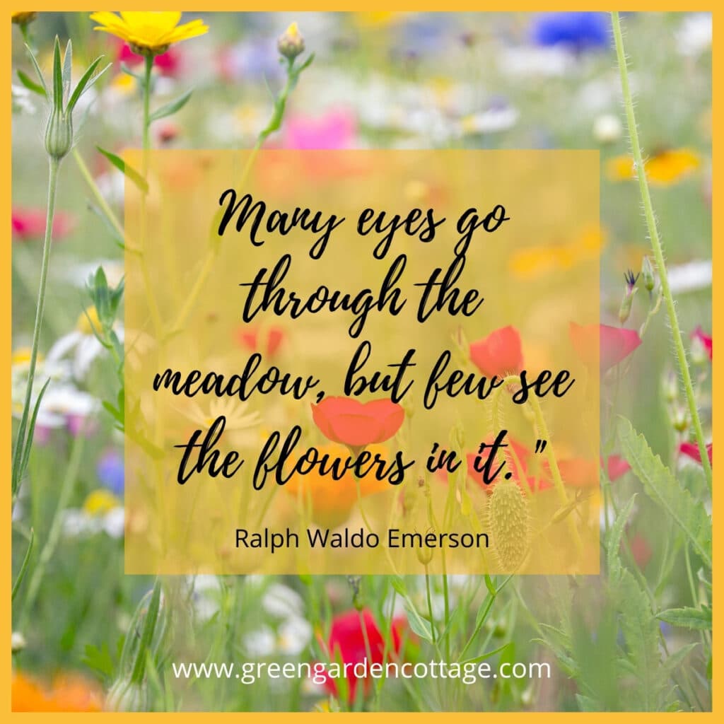 Ralph Waldo Emerson Quote which reads Many eyes go through the meadow, but few see the flowers in it.  Wildflower photo is behind quote text. 