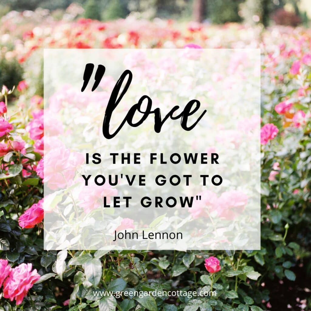 Quote by John Lennon- Love is the flower youve got to let grow.  Rose garden photo behind quote. 