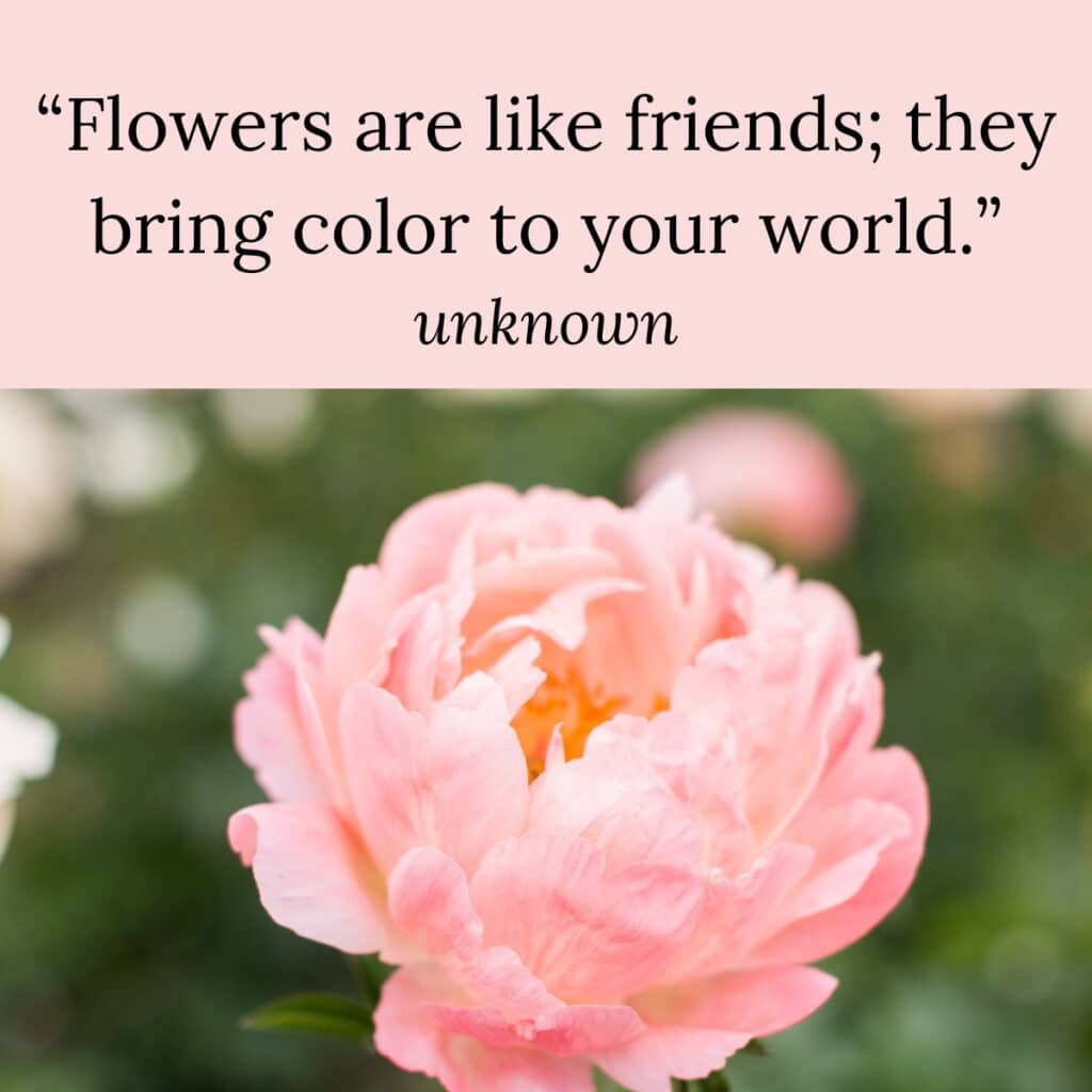 Flowers are like friends they bring color to your world quote.  Pink peony picture underneath quote text. 