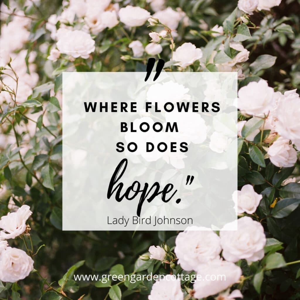 Lady Bird Johnson quote with white roses behind text.  The quote says where flowers bloom so does hope. 