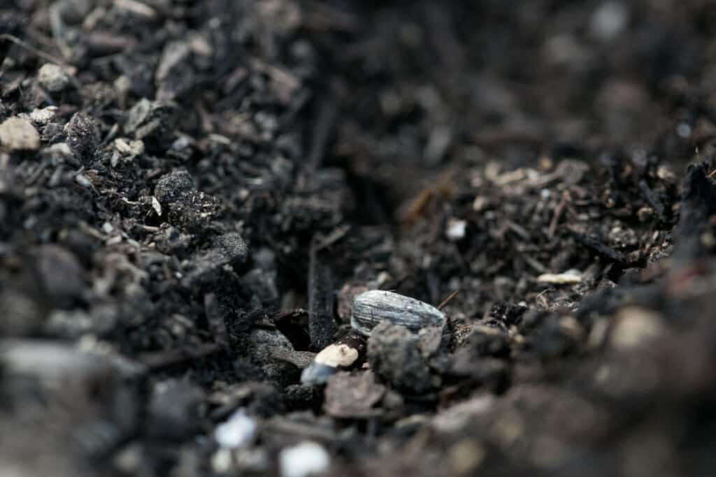 dwarf sunflower seed being planted in soil