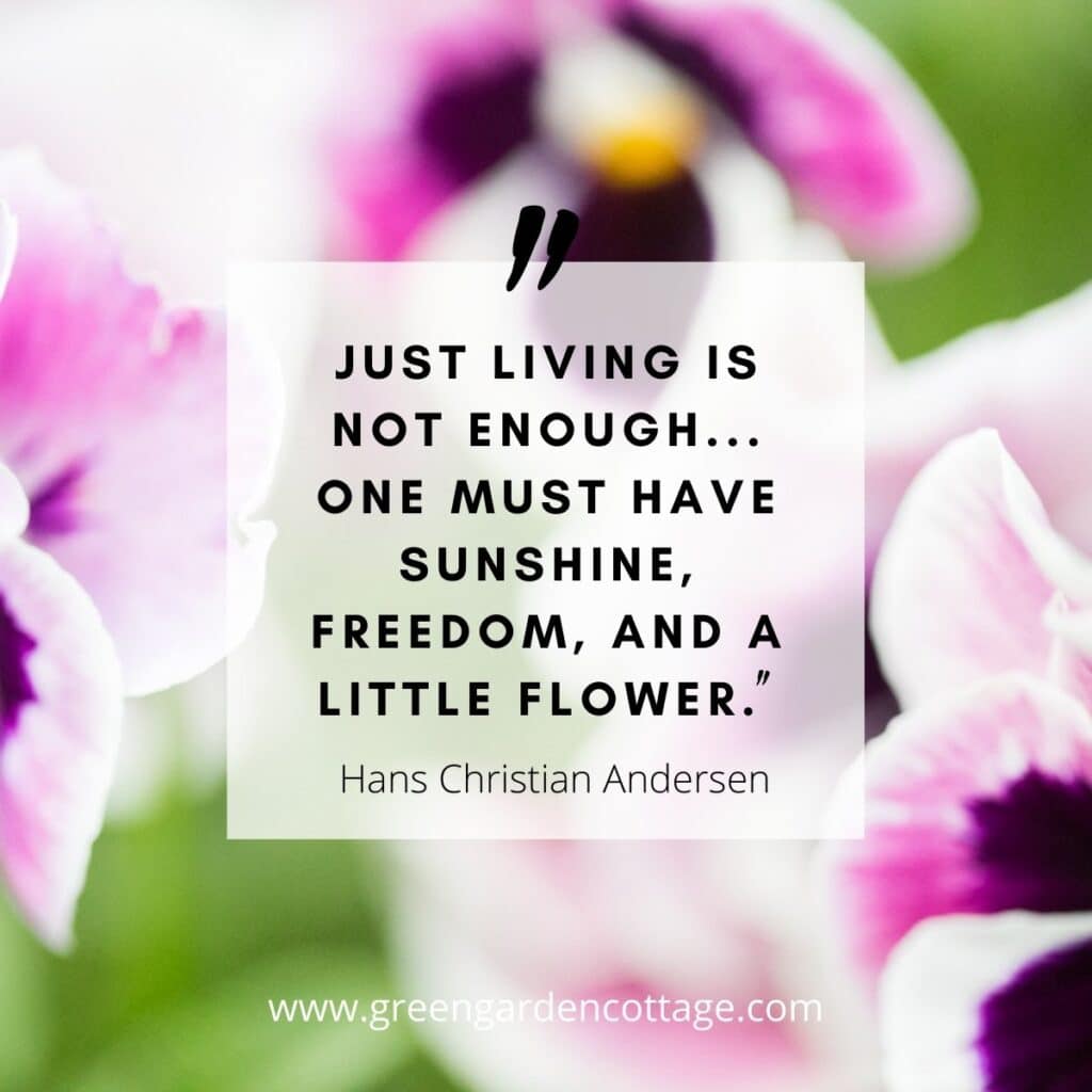 Hans Christian Anderson quote with purple pansies behind text.  The quote says Just living is not enough One must have flowers sunshine and freedom.
