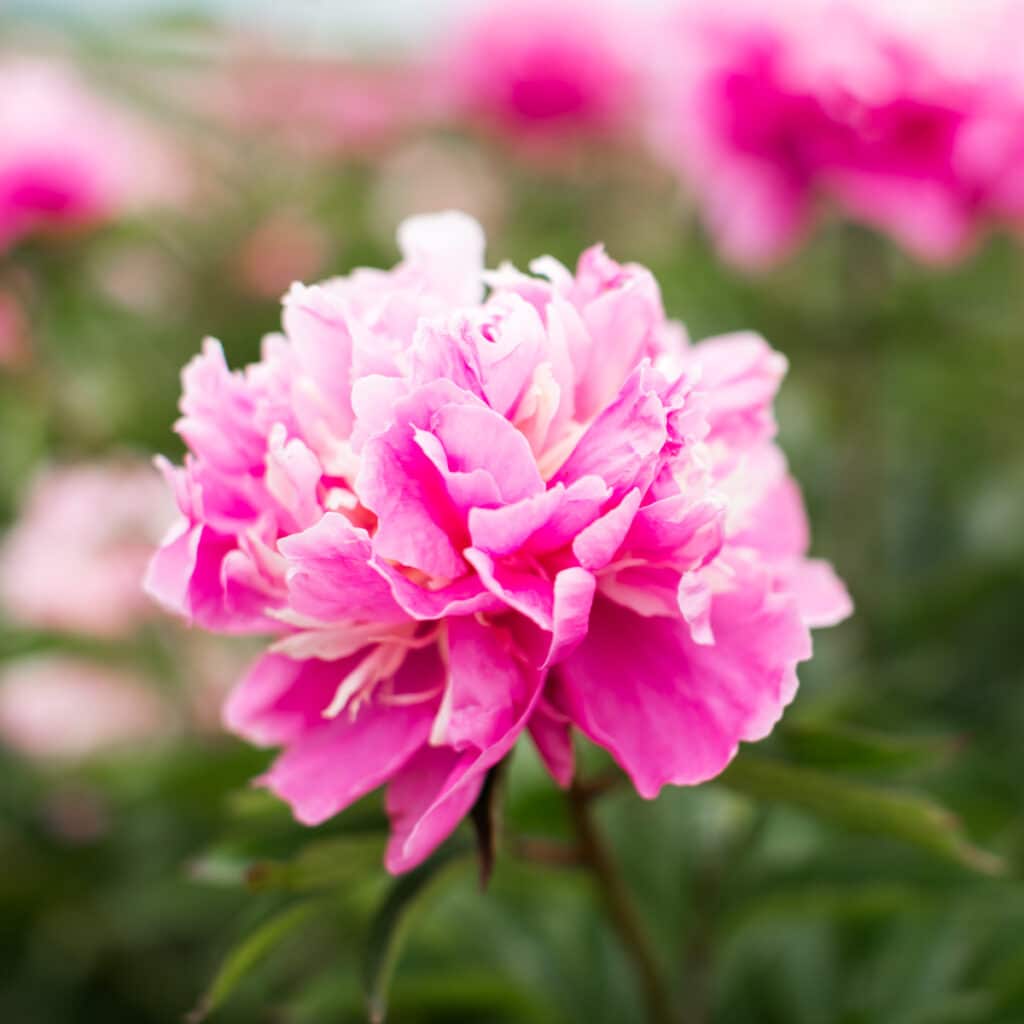 When Do Peonies Bloom? + How To Make Your Peony Season Last Longer