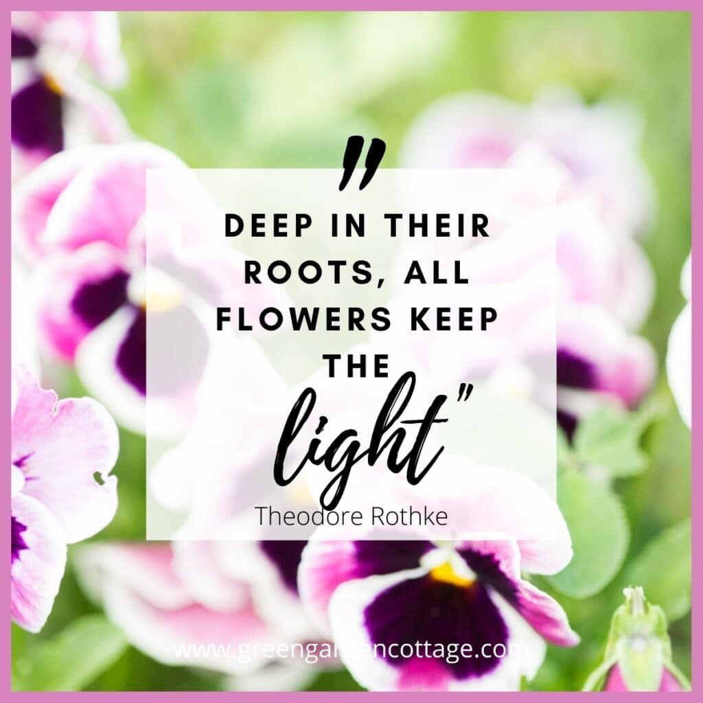 Theodore Rothke quote which says deep in their roots all flowers keep the light.  Pink pansy photo behind quote text. 